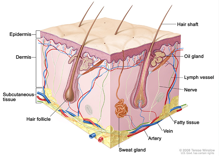 Dermatology & Apitherapy